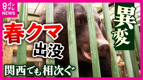 newsランナー “春クマ”に異変　温暖化で「冬眠明け」早まり全国の観光地にも悪影響　熊の生活リズムが乱れ　人とクマの棲み分けにも問題が？