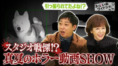 ネコいぬワイドショー ネコいぬホラー動画ショー 身の毛もよだつ恐怖の世界/工場地帯から救出 満身創痍の野良ネコ一家の物語