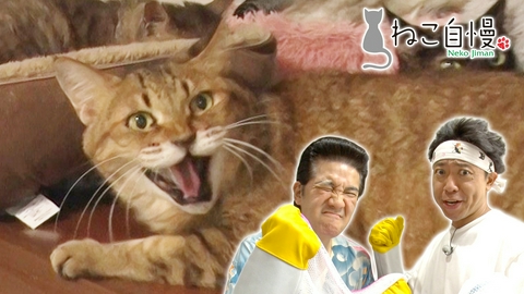 ねこ自慢 サンシャイン池崎が保護猫シェルターをお手伝い！アニソン作家の愛猫も！