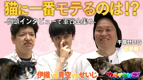 カラシコンボ 千原せいじと熊本de猫モテ対決！猫に一番愛されるのは誰だ！？