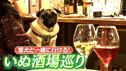 いぬじかん 愛犬と一緒に楽しめるワンコ酒場特集！渋谷のスーパーアイドル看板犬