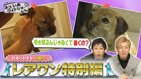 ネコいぬワイドショー レアワンみ～っけ！日本にわずか11頭の超希少犬/ペット整体・名医も驚愕！驚きの復活術
