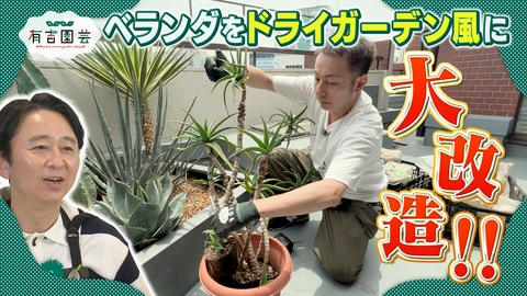 夢が咲く 有吉園芸～Road to start a garden shop～ ベランダをオシャレにプロデュース！完結編