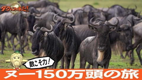 ダーウィンが来た! 3月16日(日)放送分 「数こそ力!ヌー150万頭の旅