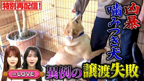 坂上どうぶつ王国 特別再配信！咬みつき犬 約4年ぶりお散歩へ！