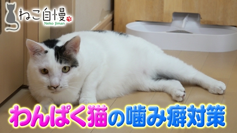 ねこ自慢 ニャンコも温活で健康に！？自宅でできる簡単温灸ケアを紹介！