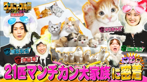 世界を救う！ワンにゃフル物語～柴と三毛と亀梨くん～ MC：亀梨和也！21匹激かわマンチカン大家族＆遭難少女を助けた犬