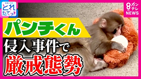 旬感LIVE とれたてっ！ 「私自身もふさわしくないと思う」　人気サル「パンチくん」撮影禁止も検討!?　“サル山侵入事件”で動物園が苦悩の対応