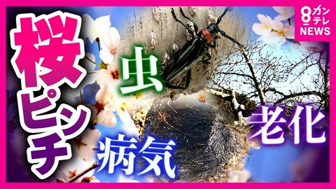 newsランナー “ソメイヨシノ”は世代交代？時代と共に移り変わるサクラ事情　関西各地で虫・伝染病の被害広がる中「ジンダイアケボノ」が次世代の桜に？入学式ではなく卒業式が桜シーズンになるか
