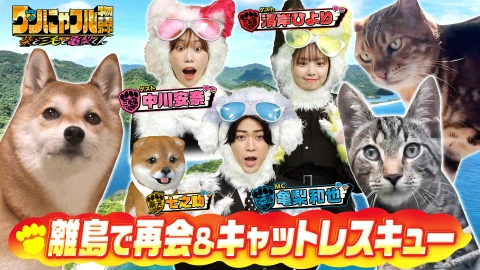 世界を救う！ワンにゃフル物語～柴と三毛と亀梨くん～ MC：亀梨和也！密着192時間！猫レスキューinアメリカ＆離島再会犬