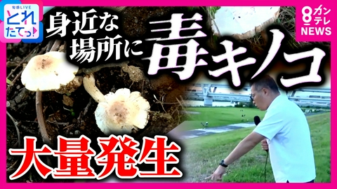 旬感LIVE とれたてっ！ 【異変】河川敷にも公園にも「白い毒キノコ」大量発生　なぜ全国で発生？「嘔吐や下痢」など被害も「白っぽいキノコを見つけたら注意を」と専門家