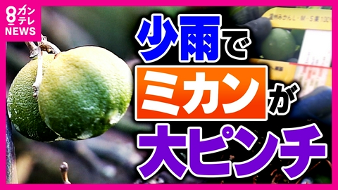 newsランナー 「今までにない」農家が悲鳴…みかんが“すだちサイズ”の「3S」に　和歌山で深刻な雨不足で21年ぶりに「渇水対策本部」設置