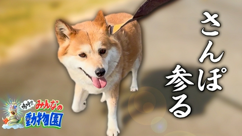 嗚呼!!みんなの動物園 相葉＆ヒロミ＆有働＆宮川トリミング×一茂さんぽ