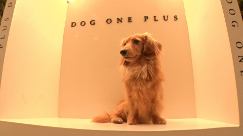 ※いぬ様専門ページ japan-wanko-festa-