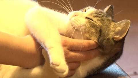 ねこ自慢 阿佐ヶ谷姉妹が猫だらけの整骨院を訪問！猫好きが集まる老舗音楽喫茶