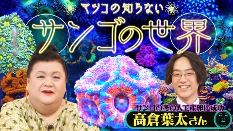 マツコの知らない世界 後編！「サンゴの世界」