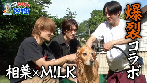 嗚呼!!みんなの動物園 目が見えない天才猫&相葉トリミングM!LK参戦