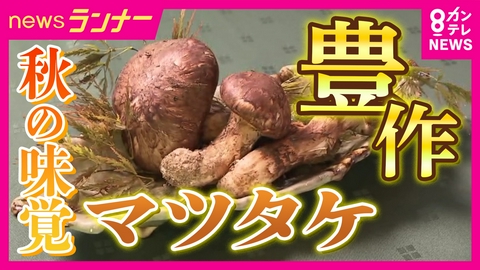 newsランナー 「マツタケ」が記録的な豊作　岩手産は市場の入荷量が去年の1000倍超に　長雨が“豊作”に影響か　関西の産地も“プロも驚く”状況に　“セントバーナードの脚級”も