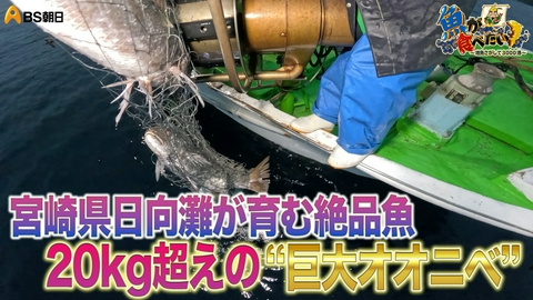 魚が食べたい！ ～地魚さがして3000港～ 宮崎県の巨大オオニベ、大漁なるか？