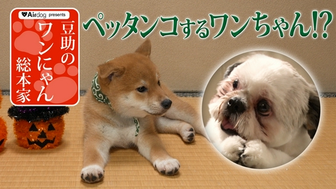 Airdogpresents　豆助のワンにゃん総本家 Airdogpresents　豆助のワンにゃん総本家