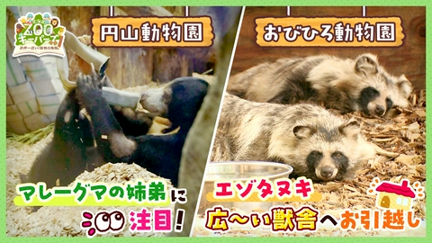 北海道ZOOキーパーズ～世界一近い！動物の素顔～ 器用な動物・マレーグマ＆超かわいい！エゾタヌキ