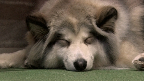 いぬじかん 飼い主と愛犬が楽しめるドッグカフェ！大型犬カフェに新メンバー加入