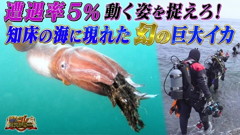 世界の何だコレ！？ミステリー 激撮！知床の海に出現「幻の巨大イカ」