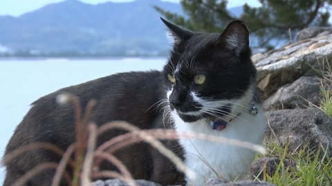 ねこ自慢 看板猫とお酒が呑めるネコ酒場へ！ドルフィンセンターの看板猫に密着！