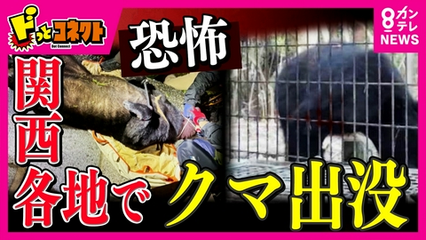 ドっとコネクト 京大近くで「四足歩行の黒いモノを見た」　関西各地でクマ目撃　ついに関西でケガ人も　“センサーカメラ”は効果ある？　こわーいクマ撃退装置とは？