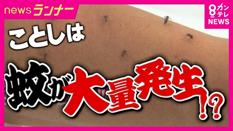 newsランナー 【蚊が大量発生】「10階でも15階でも生息があり得る」“爪でバッテン”はかゆみを治めない　狙われやすい人は「体温の高い人、汗のにおいのする人、黒い服の人」