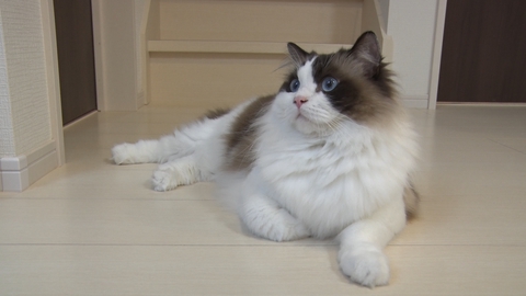 ねこ自慢 希少猫エジプシャンマウのいる保護猫カフェへ！ほふく前進する猫も登場