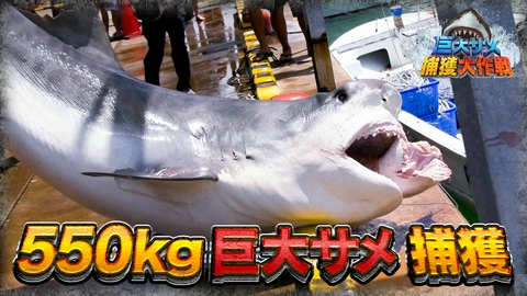 巨大サメ捕獲大作戦 500キロ超怪物vsスゴ腕漁師…南海の壮絶バトル
