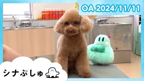 シナぷしゅ シナぷしゅ公式24/11/11
