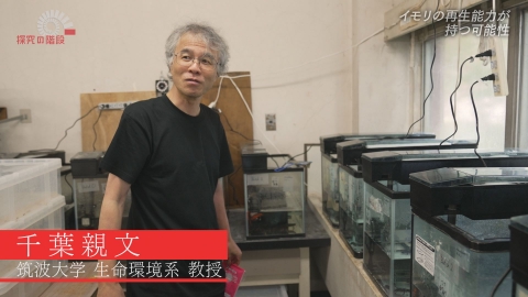 探究の階段 イモリの再生能力が持つ可能性／千葉親文（筑波大学 教授）
