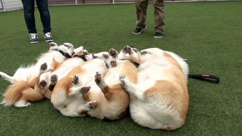 いぬじかん 看板犬ランキング１位！本気で働かないワンコの仕事に密着！