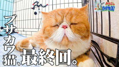 嗚呼!!みんなの動物園 大泉洋も涙…最終回!ブサカワ保護猫が譲渡会へ