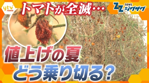 サタデーLIVE ニュース ジグザグ 7月5日(土)放送分 値上げの夏到来