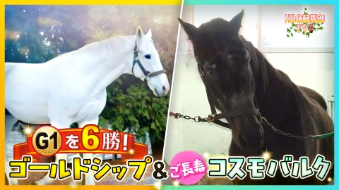 ＨＢＣ競馬部ＴＶ 名馬ゴールドシップ＆コスモバルクは今・・・
