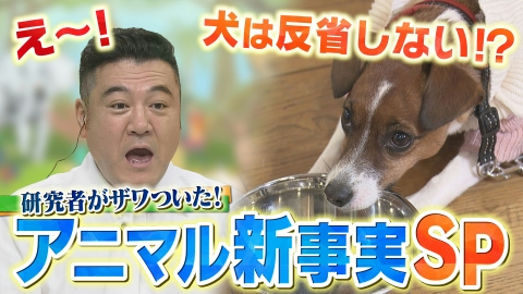動物さまの言うとおり 研究者がザワついた！アニマル新事実SP