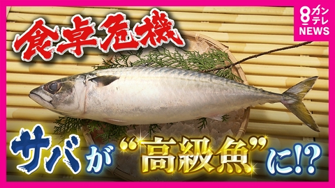 newsランナー 【サバショック】サバの仕入れ値は1本400～500円→1000円超に「成長前の“取りすぎ”が原因」と専門家　漁獲量が10年で半減