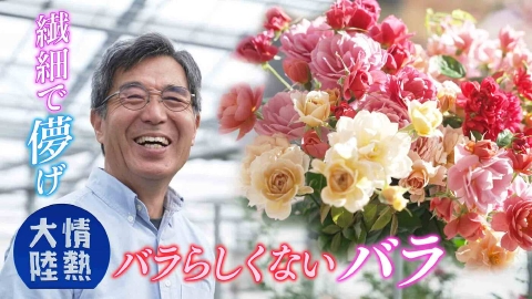 情熱大陸 5月11日(日)放送分 國枝啓司（バラ育種家・＃1352