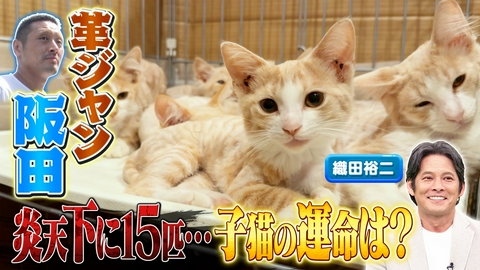 坂上どうぶつ王国 初登場織田裕二▼どんな猫でも必ず救う革ジャン
