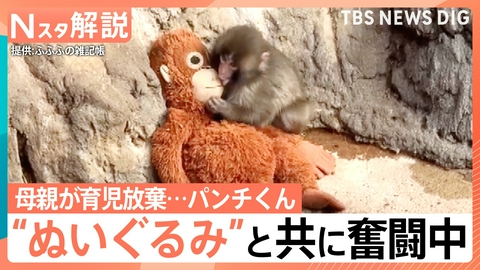 TBS NEWS DIG Powered by JNN 子ザルの「パンチくん」群れの中で奮闘中【Nスタ】