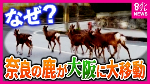 newsランナー 【衝撃映像】奈良公園の鹿が大阪に出現！「6頭の団体を見たのは生まれて初めて」生駒山を越えた“神の使い”の大移動　行方を徹底追跡