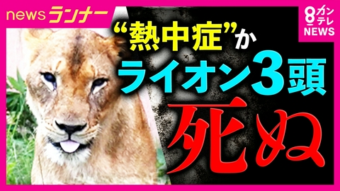 newsランナー ライオン3頭が立て続けに死ぬ　暑さには強い印象だが…高温多湿に弱い　猛暑でピンチの動物たちと対応に追われる動物園