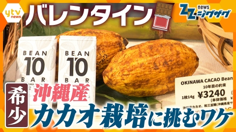 サタデーLIVE ニュース ジグザグ 【バレンタイン】なぜ“国産カカオ”？沖縄のチョコレートメーカーがカカオの栽培に挑むワケ