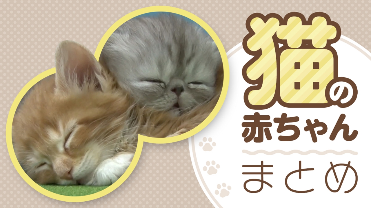 ネコにゃん ～子猫はじめて体験物語～ 猫の赤ちゃん総まとめ