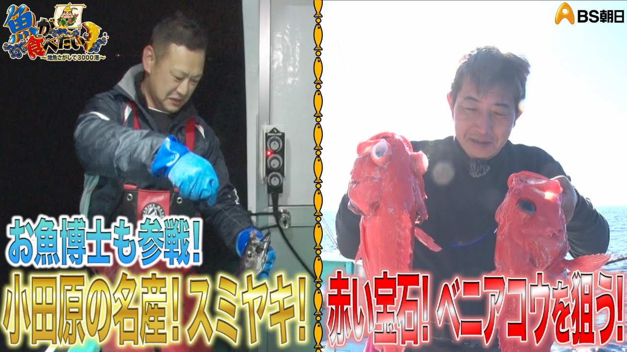 魚が食べたい！ ～地魚さがして3000港～ 2月19日(水)放送分 神奈川と
