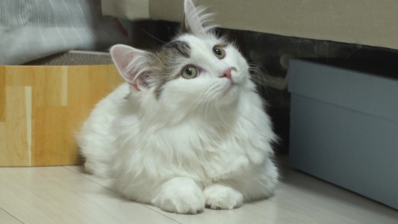 ねこ自慢 3月5日(水)放送分 阿佐ヶ谷姉妹が初登場！ネコの友達は