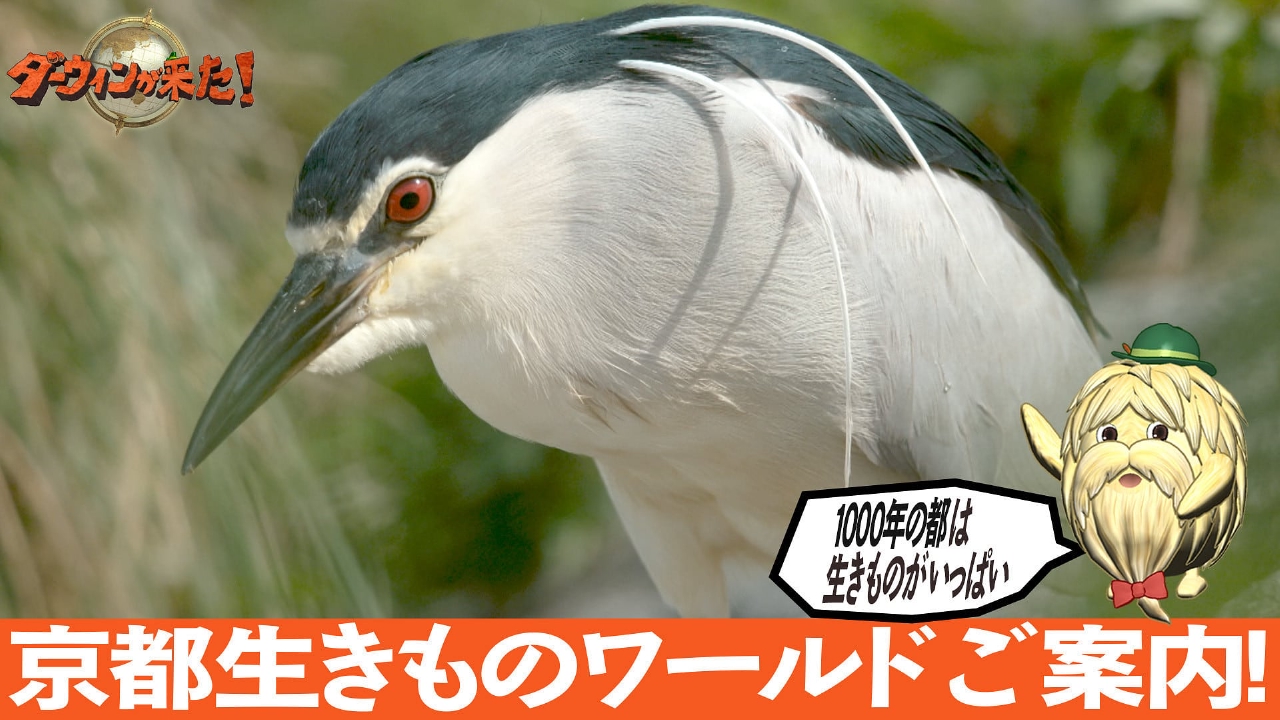 ダーウィンが来た! 9月7日(日)放送分 「1000年の都 京都生きもの 